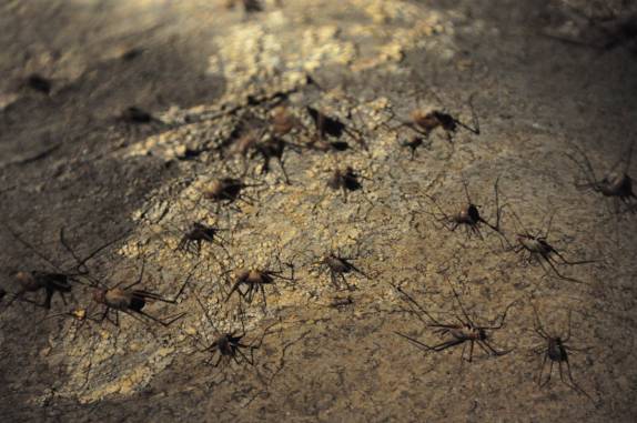 Espécie de grilo parecido com aranha que vive perto da saída de Mammoth Cave, Parque Nacional no Kentucky, Estados Unidos